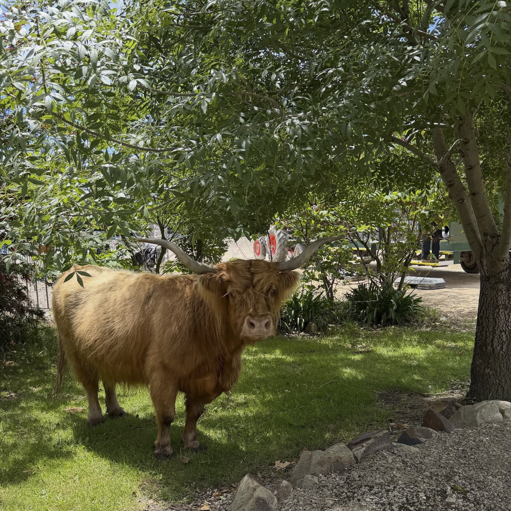 Scottish Highland Cow