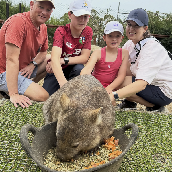 Matilda the Wombat and her joey Pockets during Wombat's Breakfast at The Big Goose Adventure Farm & Wildlife Park