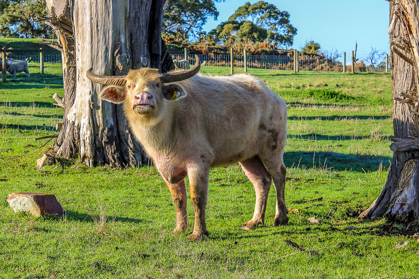 Blonde Water Buffalo standing in a paddock at The Big Goose Adventure Farm on the Mornington Peninsula