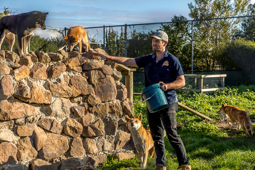 Farmer Brett presenting daily dingo feeding at The Big Goose Adventure Farm & Wildlife Park