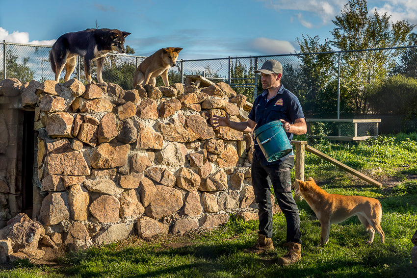 Daily animal shows at The Big Goose including Sheepdog Show, Dingo Feeding and Reptile Presentations