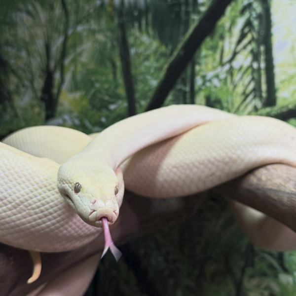 Albino python during a reptile encounter at The Big Goose Adventure Farm & Wildlife Park on the Mornington Peninsula