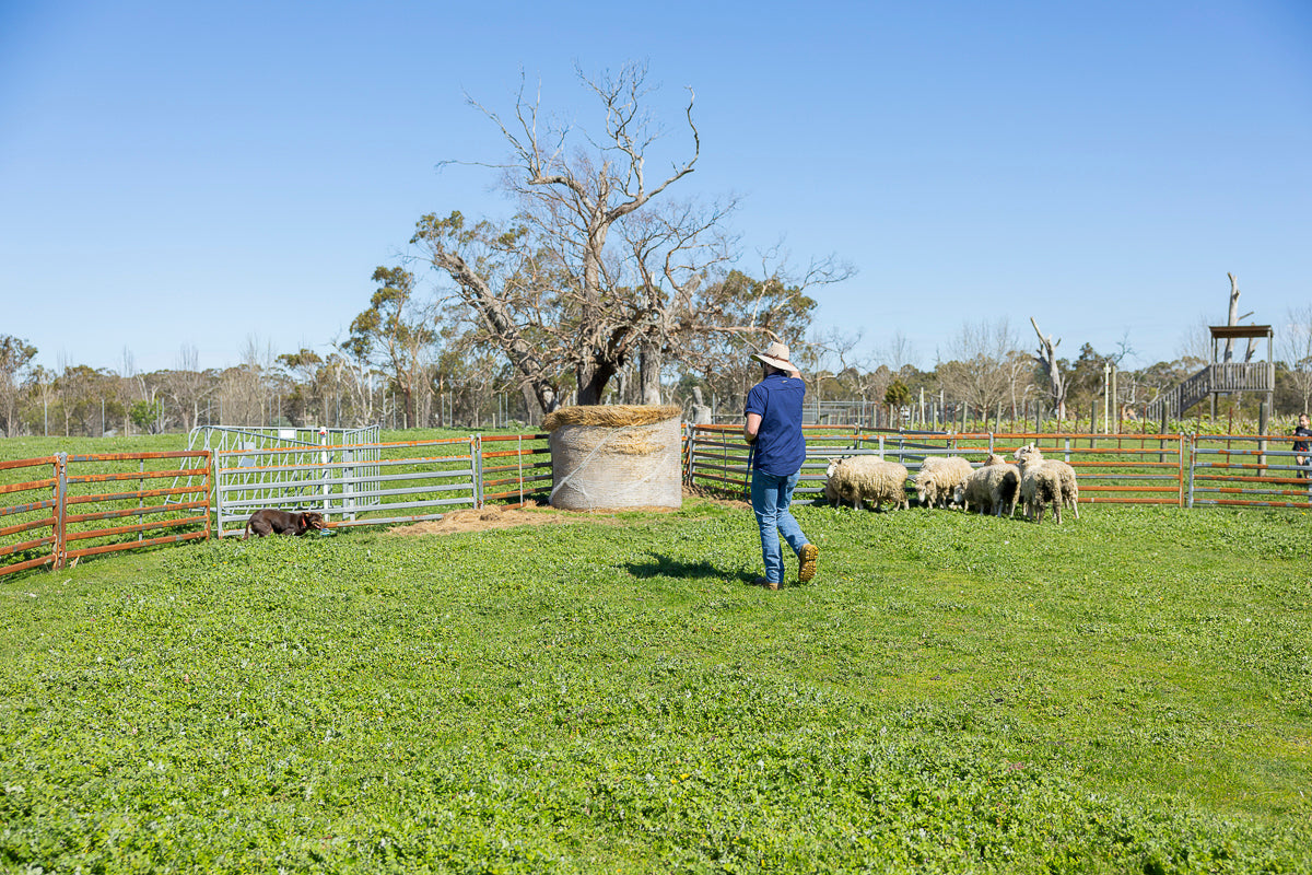 Farmer Brett and Dusty the Sheepdog performing at The Big Goose Sheepdog Show on the Mornington Peninsula