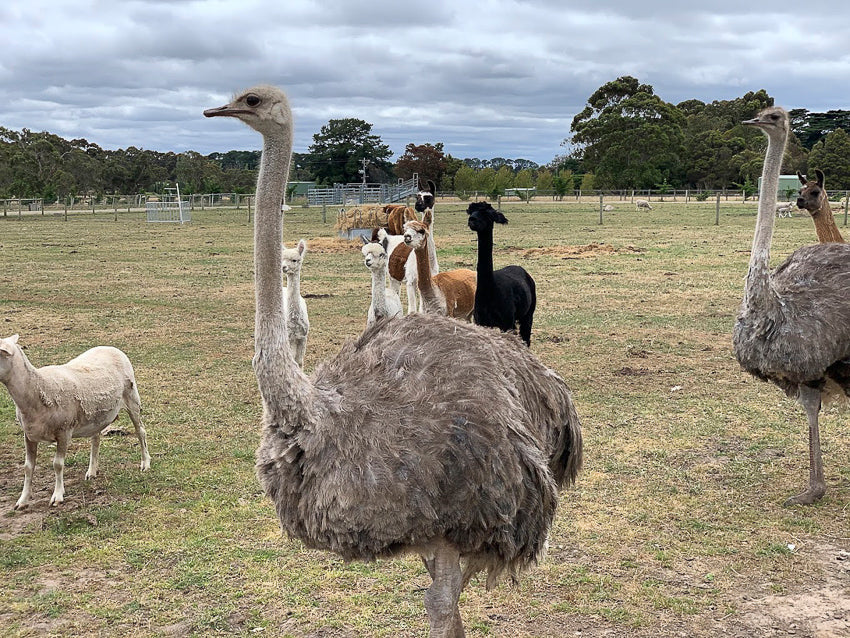Ostrich at The Big Goose Adventure Farm and Wildlife Park on the Mornington Peninsula