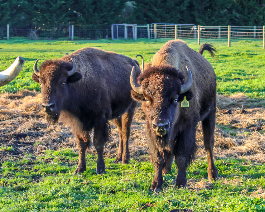 American Bison
