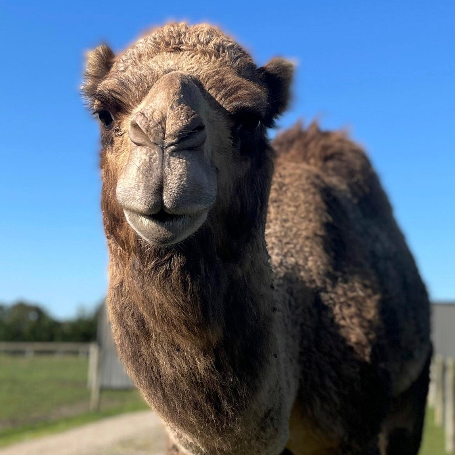 Friendly camels at The Big Goose Adventure Farm & Wildlife Park