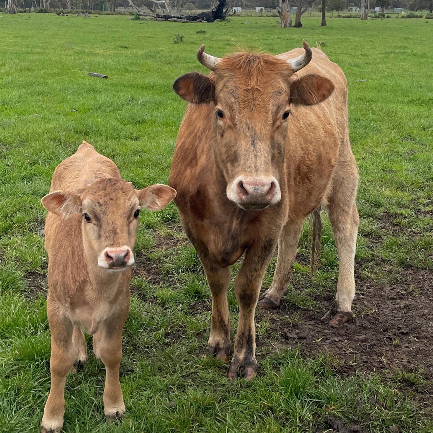 Friendly farm cows and calves at The Big Goose Adventure Farm & Wildlife Park on the Mornington Peninsula