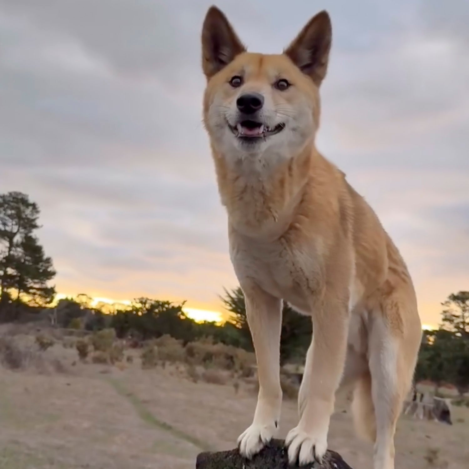 Australian dingoes at The Big Goose Adventure Farm & Wildlife Park on the Mornington Peninsula