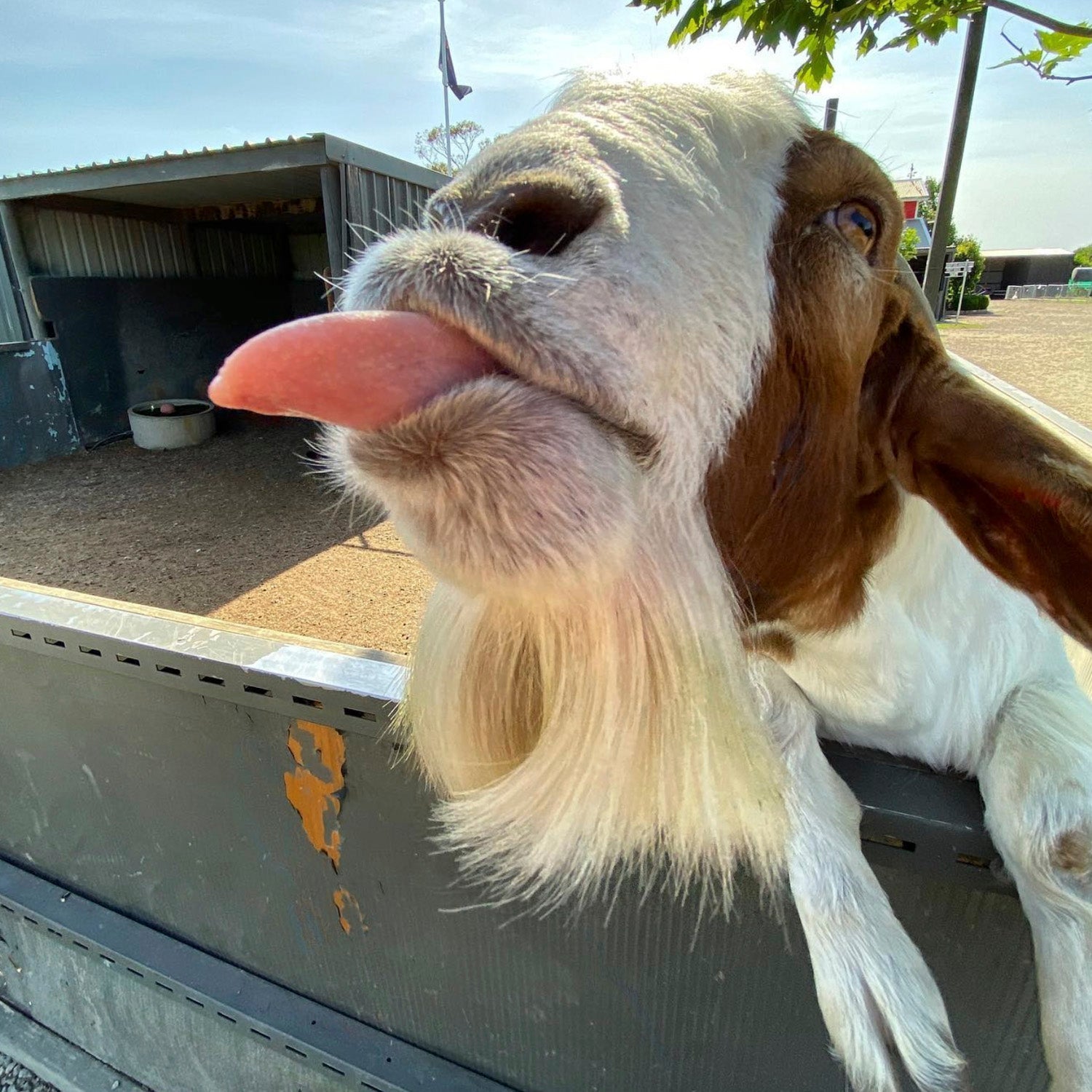 Friendly farm goats at The Big Goose Adventure Farm & Wildlife Park on the Mornington Peninsula