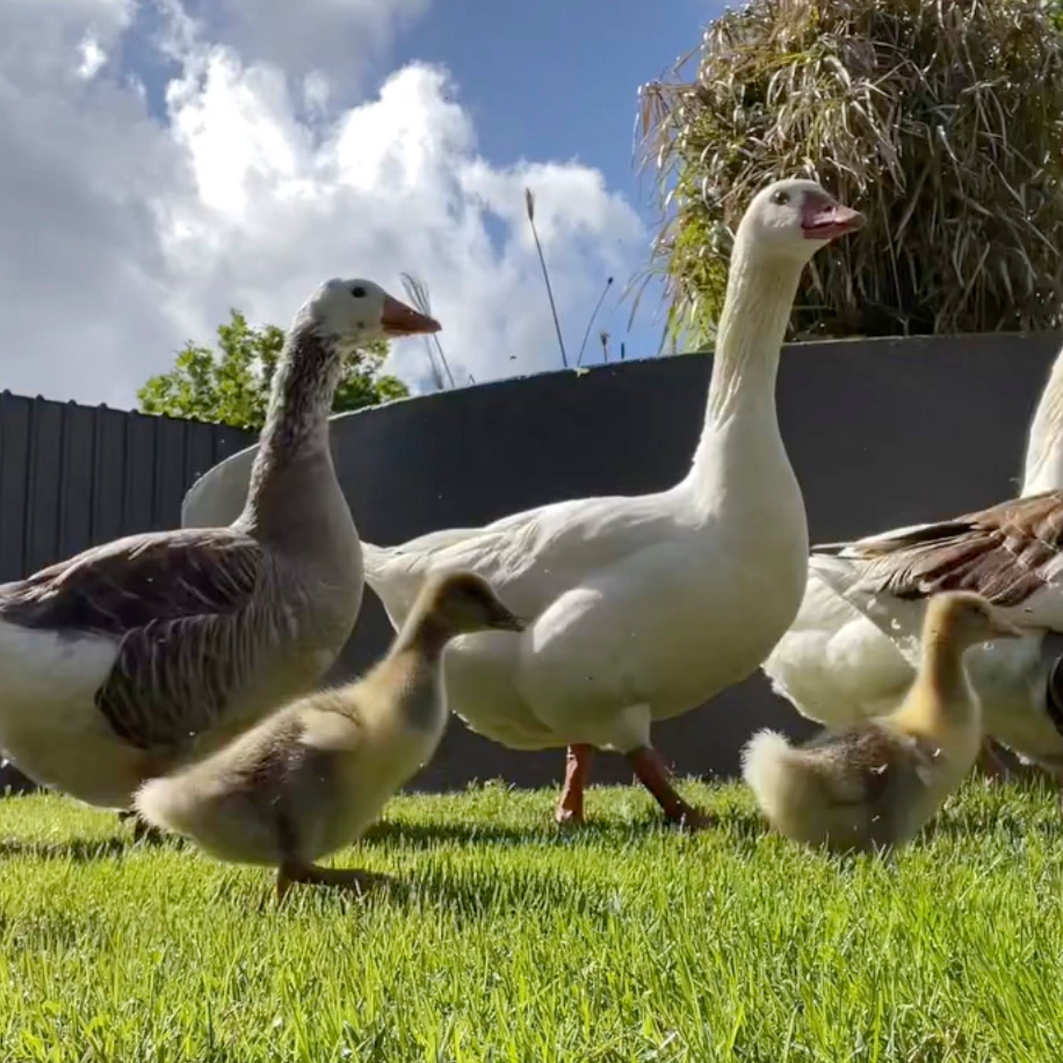 Meet our Silly Geese
