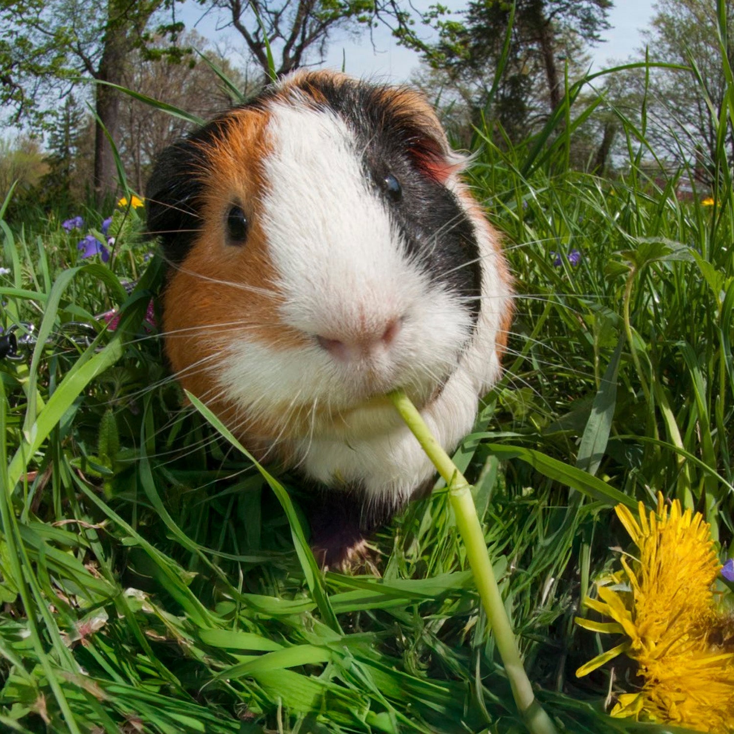 Friendly rabbits and guinea pigs at The Big Goose Adventure Farm & Wildlife Park