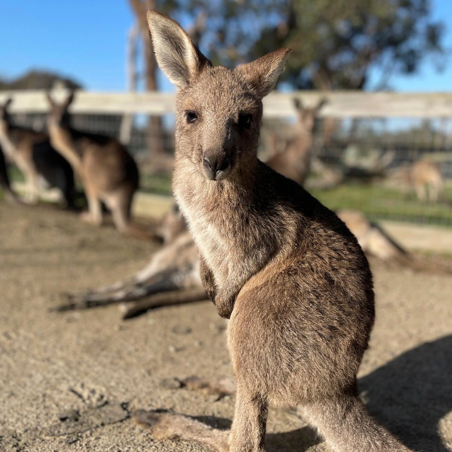 Feed Kangaroos & Wallabys