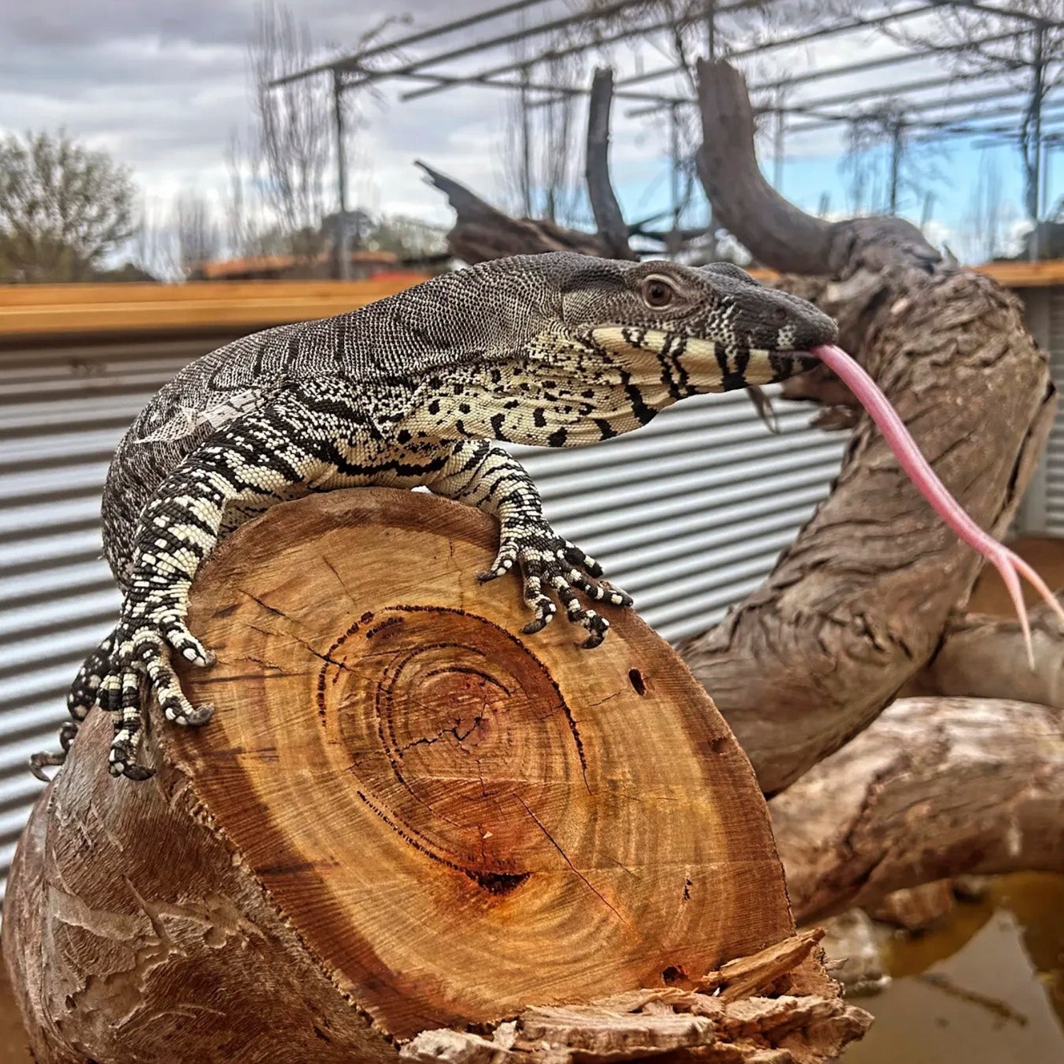 Australian goanna and monitor lizards at The Big Goose Adventure Farm & Wildlife Park