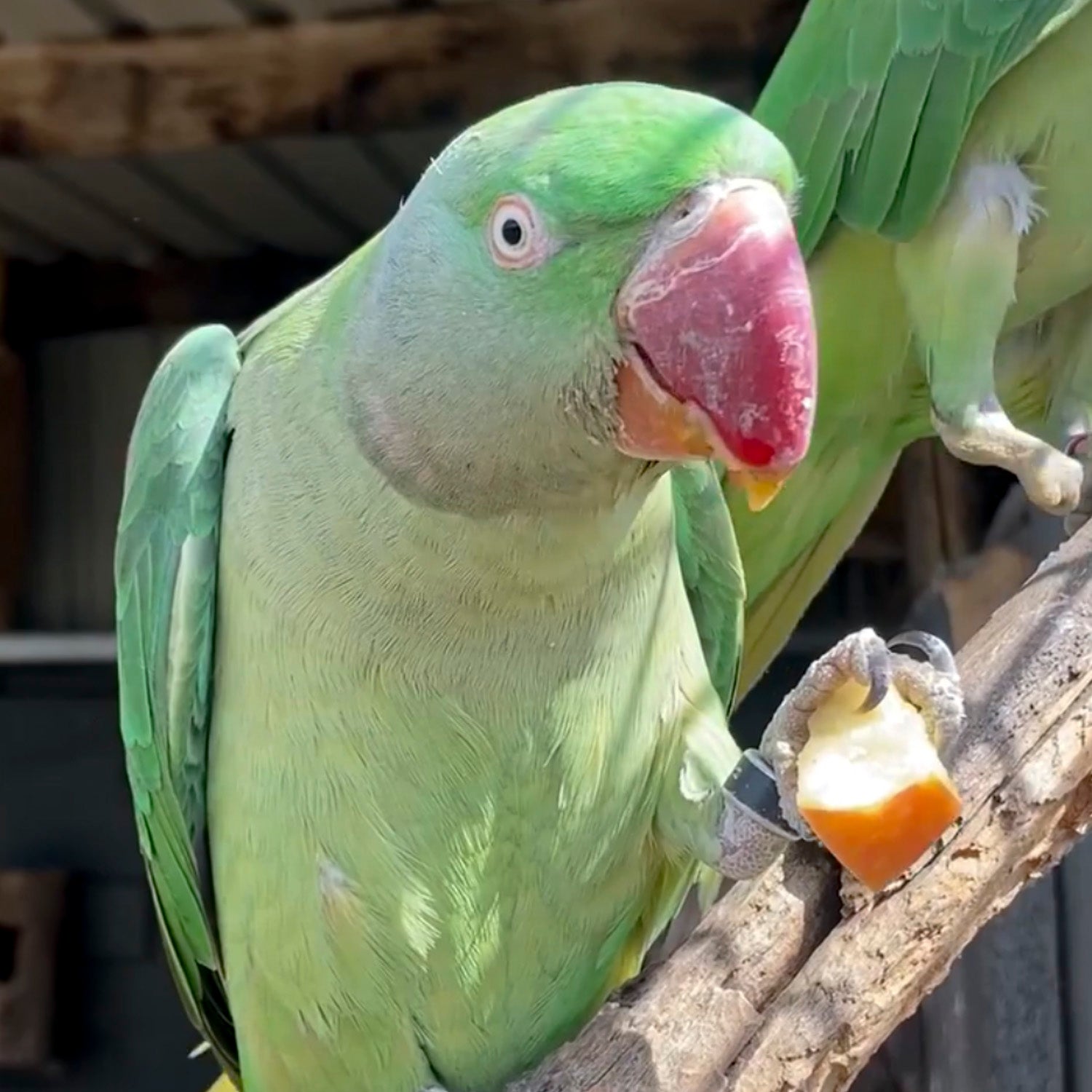 Cockatoos, peacocks and colourful birds at The Big Goose Adventure Farm & Wildlife Park