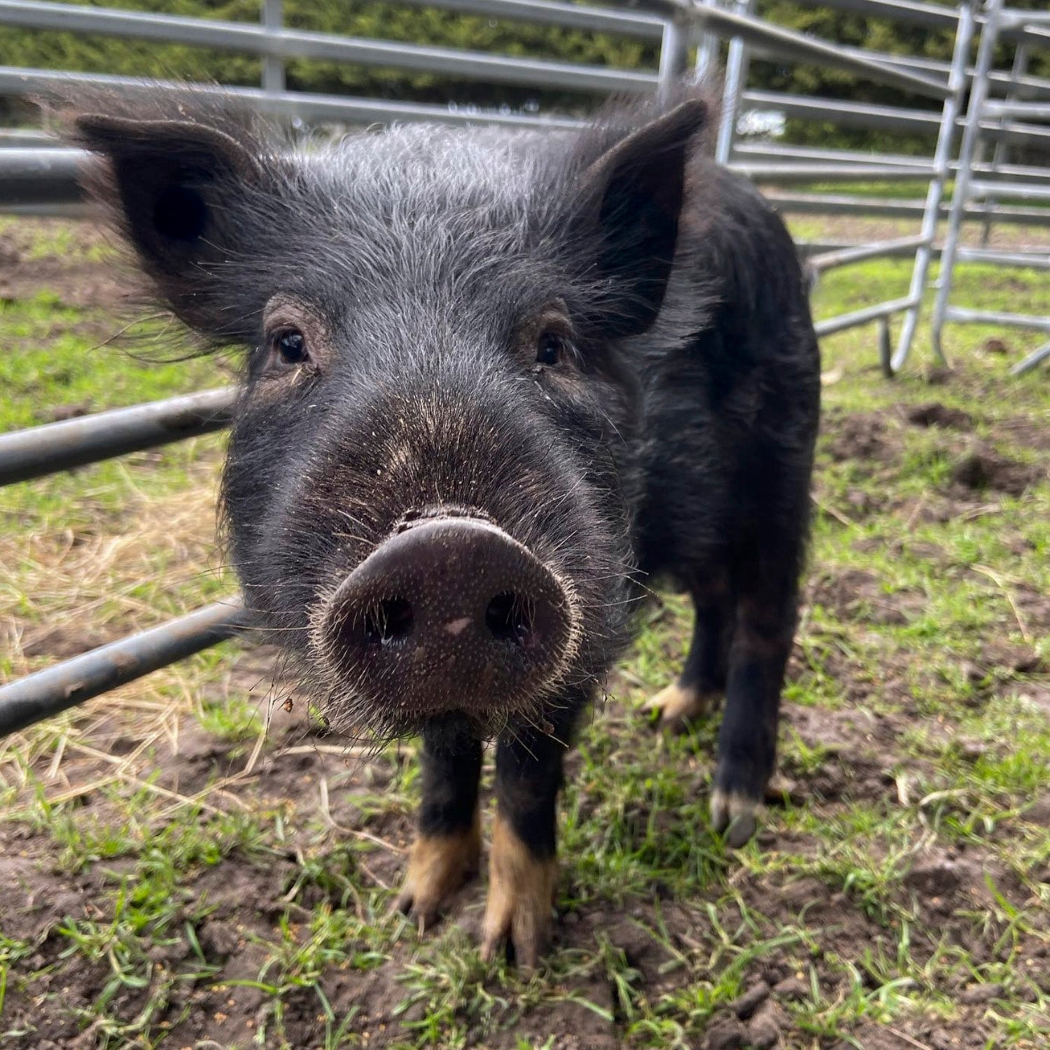 Friendly pigs and piglets at The Big Goose Adventure Farm & Wildlife Park