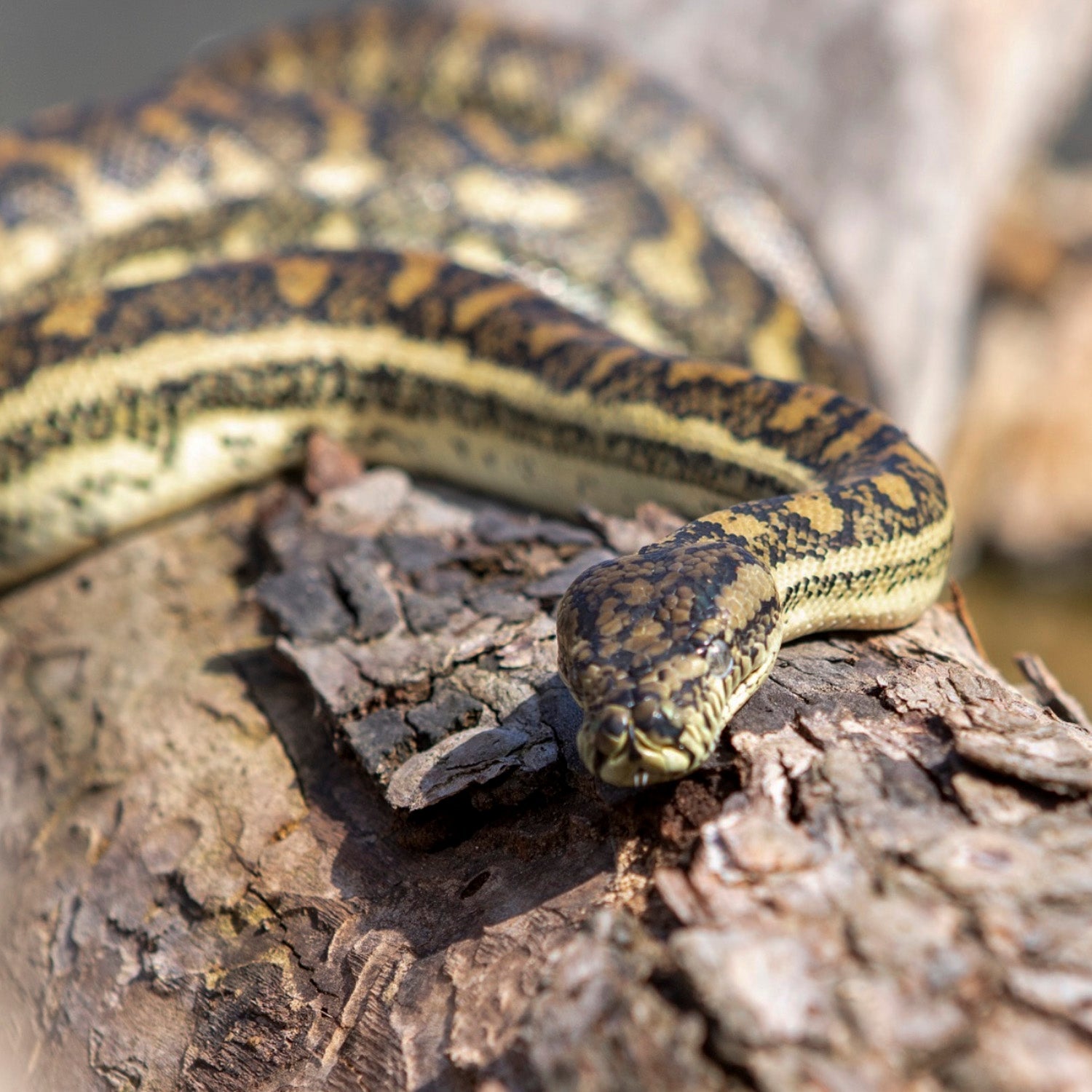 Pythons & Venomous Snakes