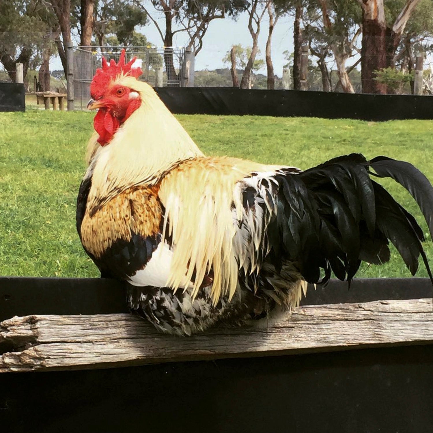 Friendly chickens and ducks at The Big Goose Adventure Farm & Wildlife Park