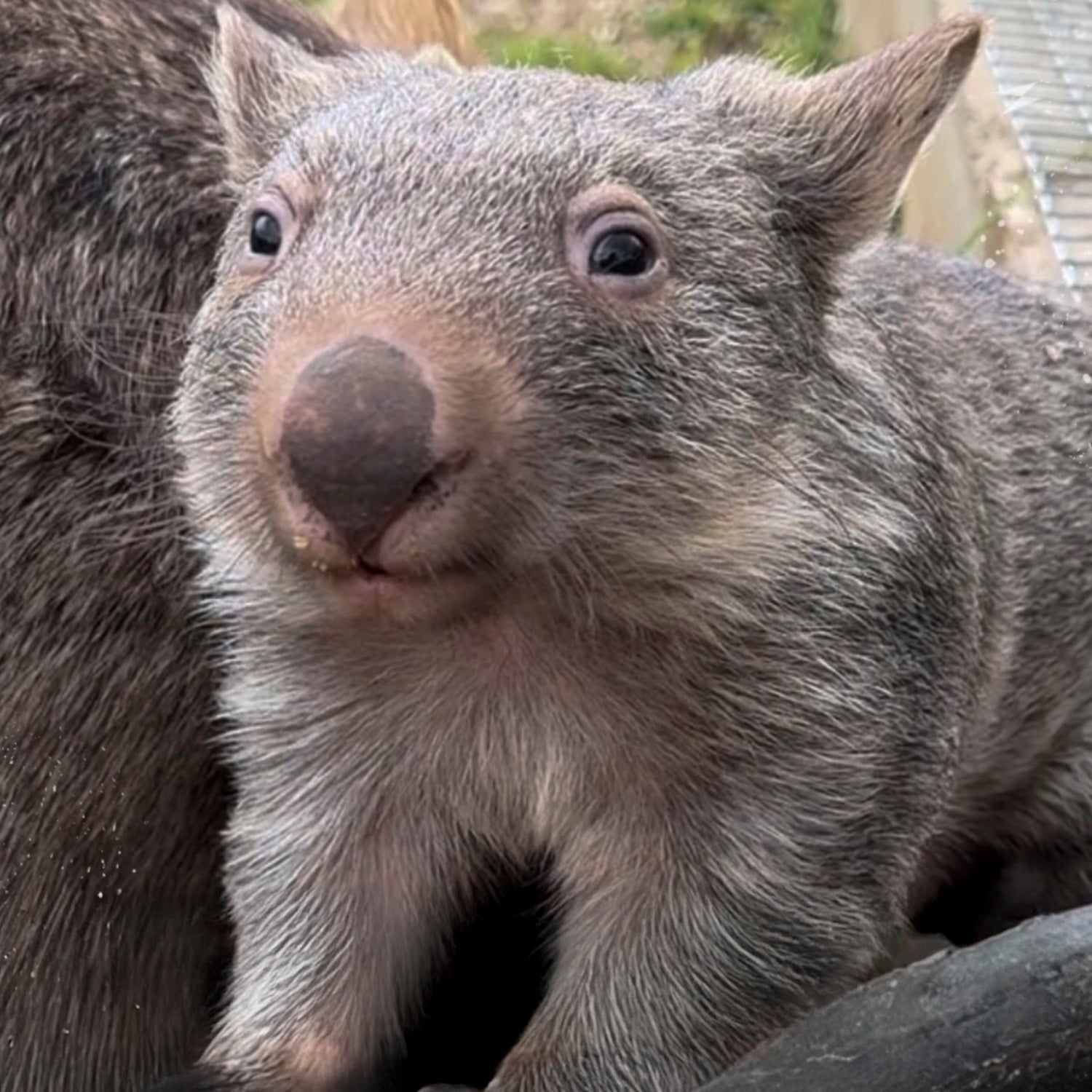 Adorable wombat at The Big Goose Adventure Farm & Wildlife Park on the Mornington Peninsula