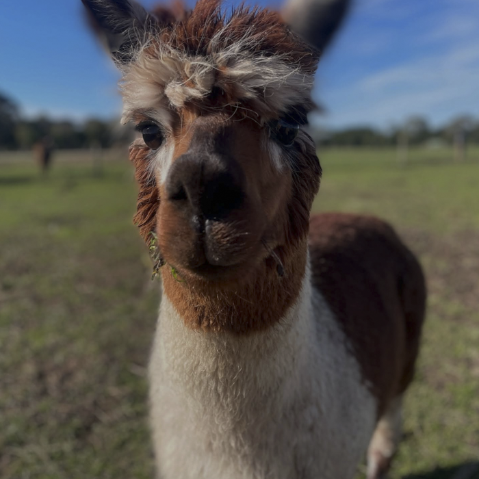 Feed our Fluffy Alpapas