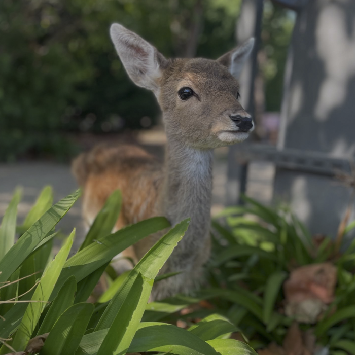 Meet our Beautiful Deer