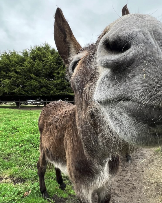 Adorable Donkeys