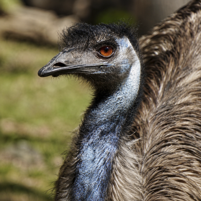 Excellent Emus