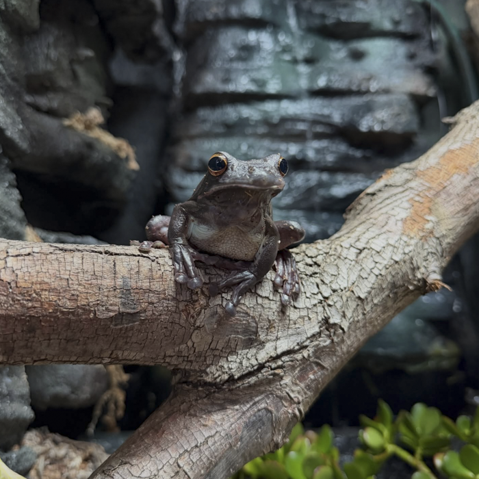 Fabuloud frogs at The Big Goose Adventure Farm & Wildlife Park