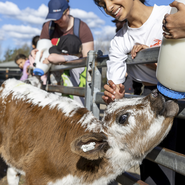 Kids and families can feed our baby farm animals at The Big Goose Adventure Farm and Wildlife Park weekend adventures near Melbourne