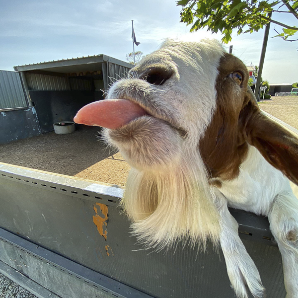 Our silly goats are always making families laugh at The Big Goose Adventure Farm the perfect family day out on the Mornington Peninsula from Melbourne