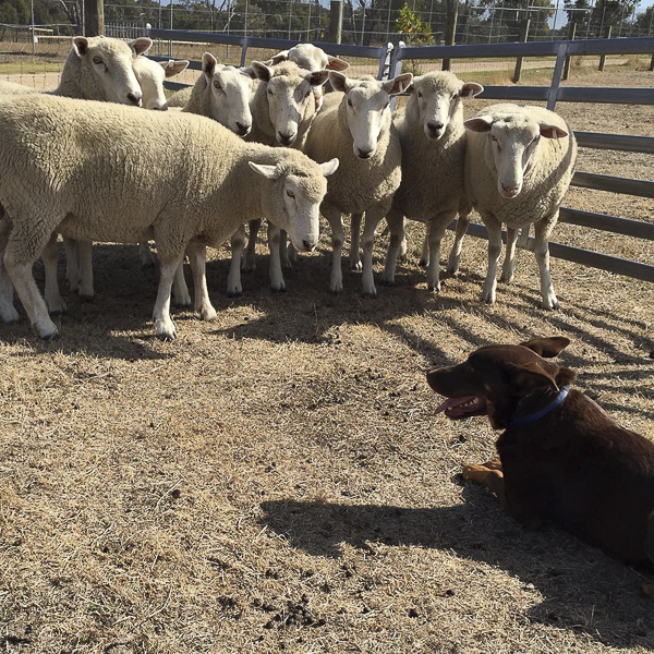 Watch Dusty the sheepdog round up the sheep on the farm at The Big Goose Adventure Farm and Wildlife Park close to Melboune