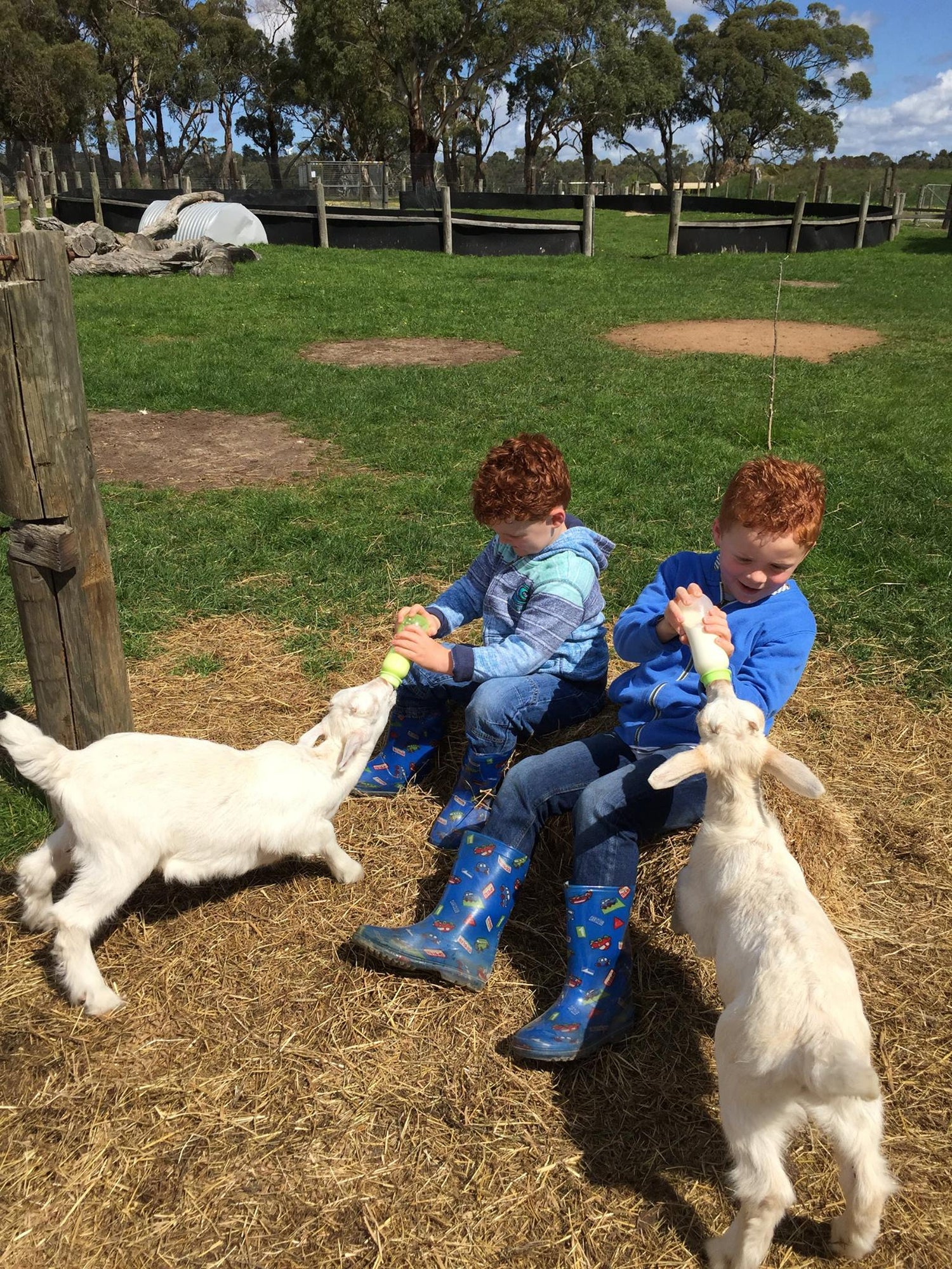 Kids enjoying feeding baby goats near Melbourne The Big Goose Adventure Farm and Wildlife Park