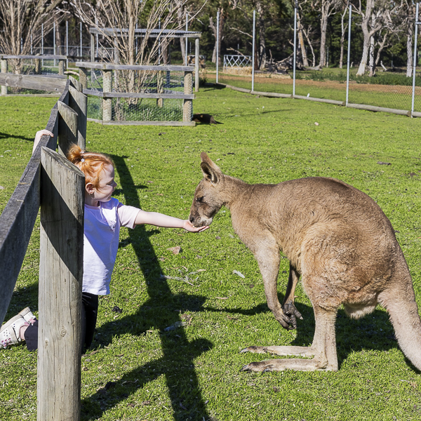 Child feeding kangaroo at The Big Goose Wildlife Park Mornington Peninsula