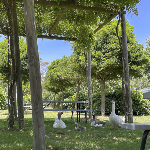 Geese and Goslings under the beautiful shaded picnic table area at The Big Goose