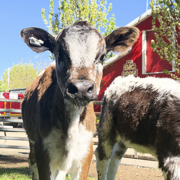 Two gorgeous calves ready to meet you at The Big Goose Adventure farm these Melbourne school holidays