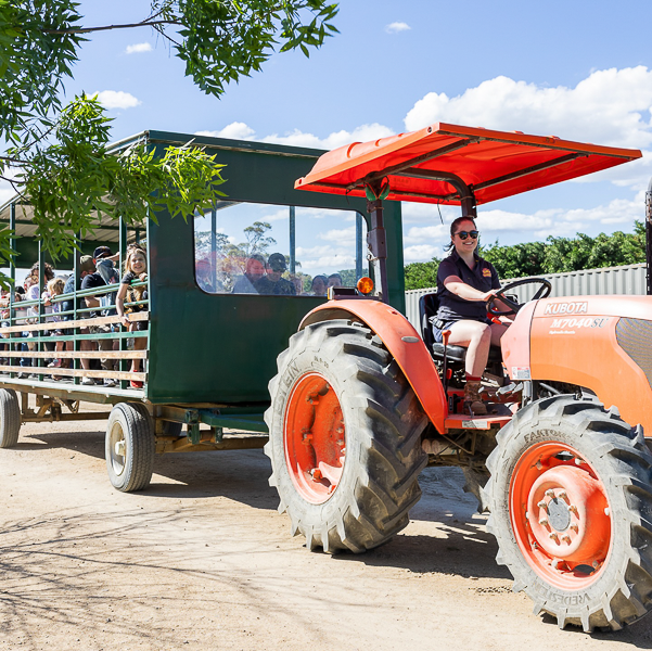 Tractor rides during a Twilight Farm Function at The Big Goose