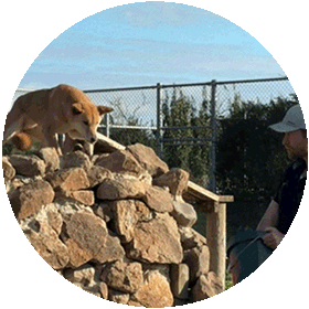 Watch Australian dingoes during daily wildlife feeding presentations at The Big Goose Adventure Farm & Wildlife Park on the Mornington Peninsula, Victoria