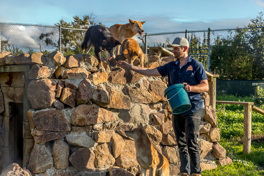 Daily dingo feeding show at The Big Goose Adventure Farm & Wildlife Park, Australian wildlife experience on the Mornington Peninsula near Melbourne Victoria