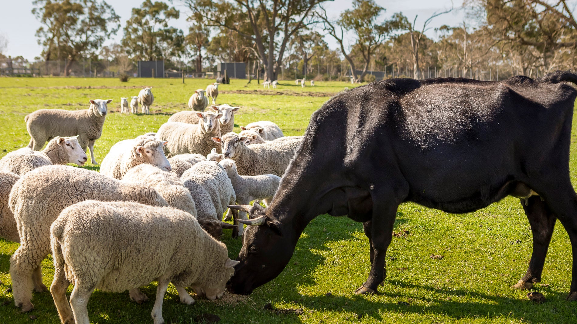 Black cow interacting with a group of sheep in a grassy field.