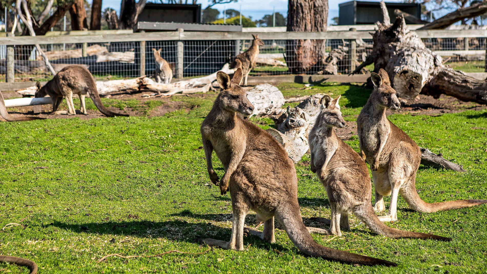 Kids love meeting and feeding our kangaroos at The Big Goose Adventure Farm and Wildlife Park on the Mornington Peninsula