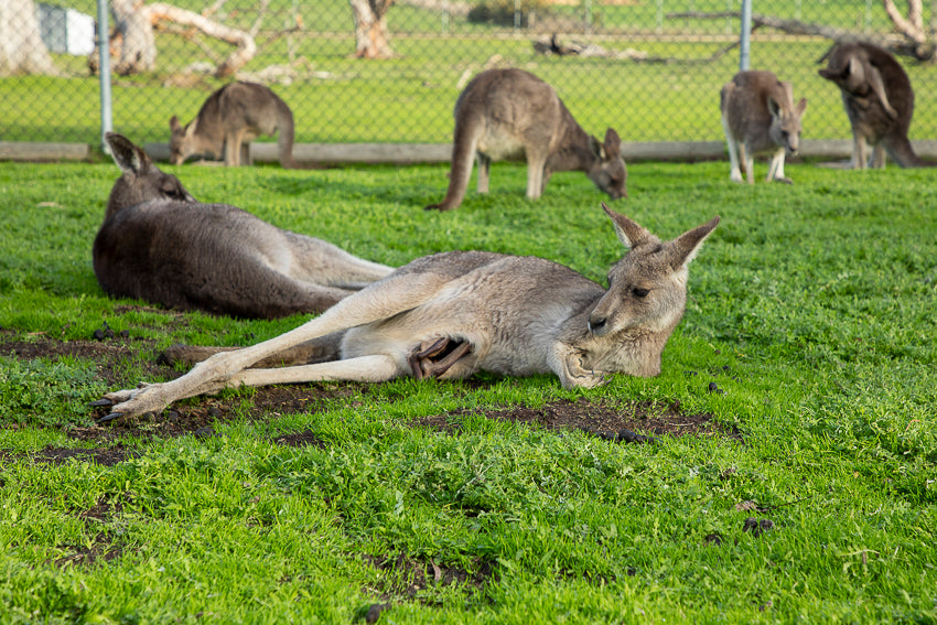 Kangaroo joey in pouch at The Big Goose Adventure Farm & Wildlife Park, family wildlife attraction on the Mornington Peninsula near Melbourne Victoria