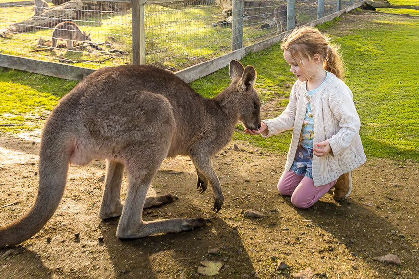 Little girl feeding a gentle kangaroo  at The Big Goose Adventure Farm and Wildlife Park 10 minutes from Frankston
