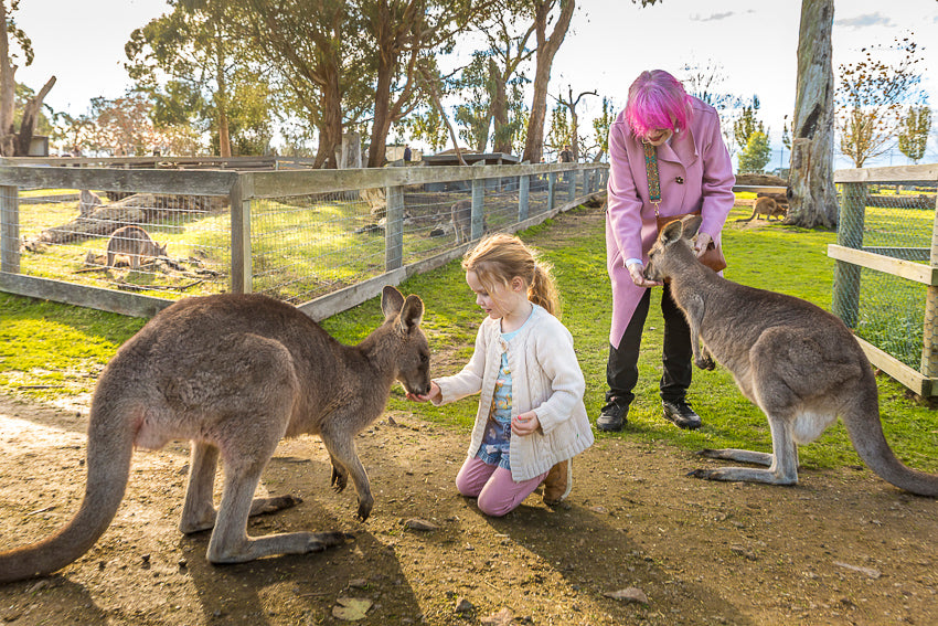 Little girl and her grandmother feeding kangaroos at The Big Goose Adventure Farm and Wildlife Park Mornington Peninsula