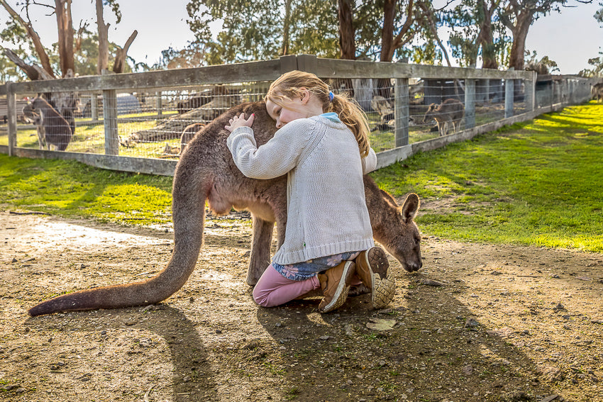 Kangaroo encounter for kids at The Big Goose Adventure Farm & Wildlife Park, family wildlife attraction on the Mornington Peninsula near Melbourne Victoria