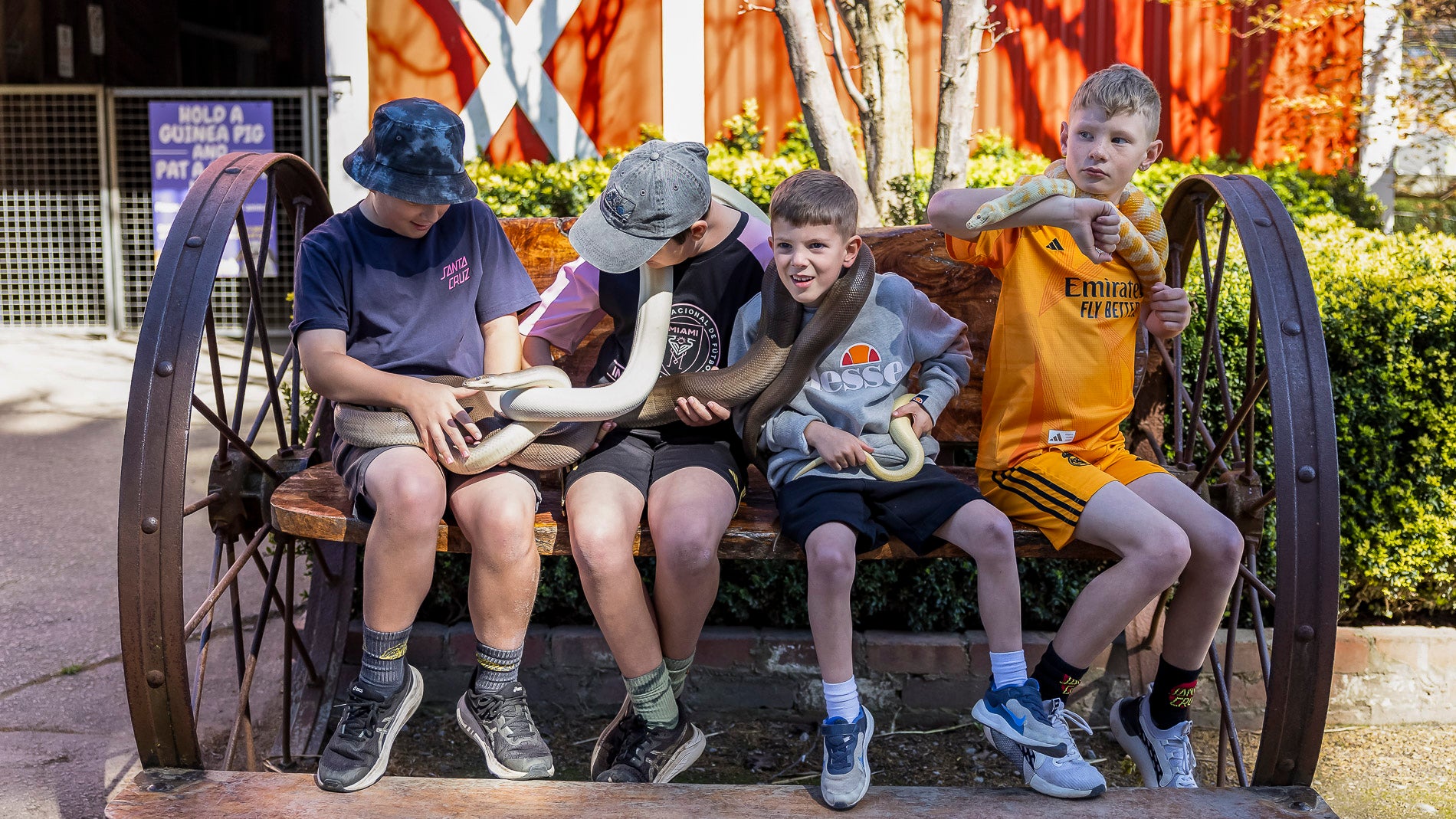 Kids loving our Reptile Experience and getting to hold big pythons at The Big Goose Adventure Farm and Wildlife Park near Melbourne