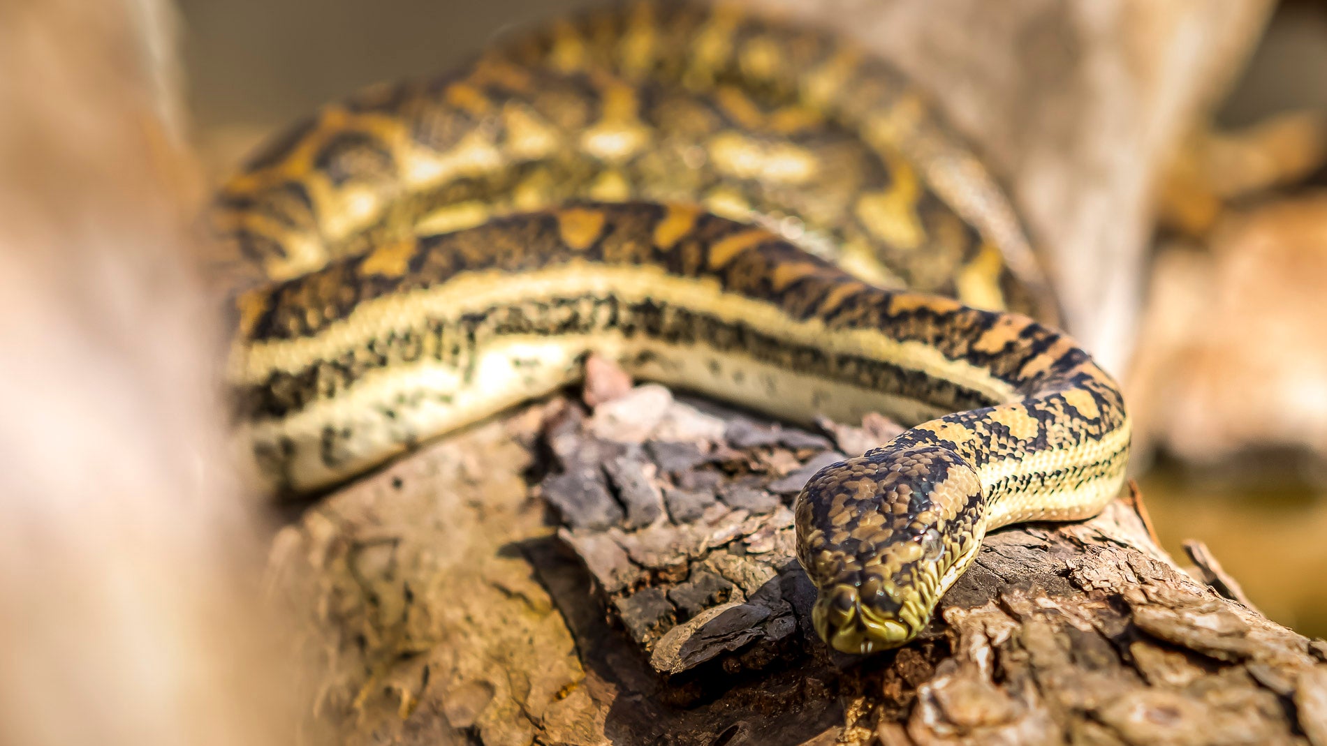 A great family day out with Reptile Encounters at The Big Goose Adventure Farm and Wildlife Park a short drive from Melbourne