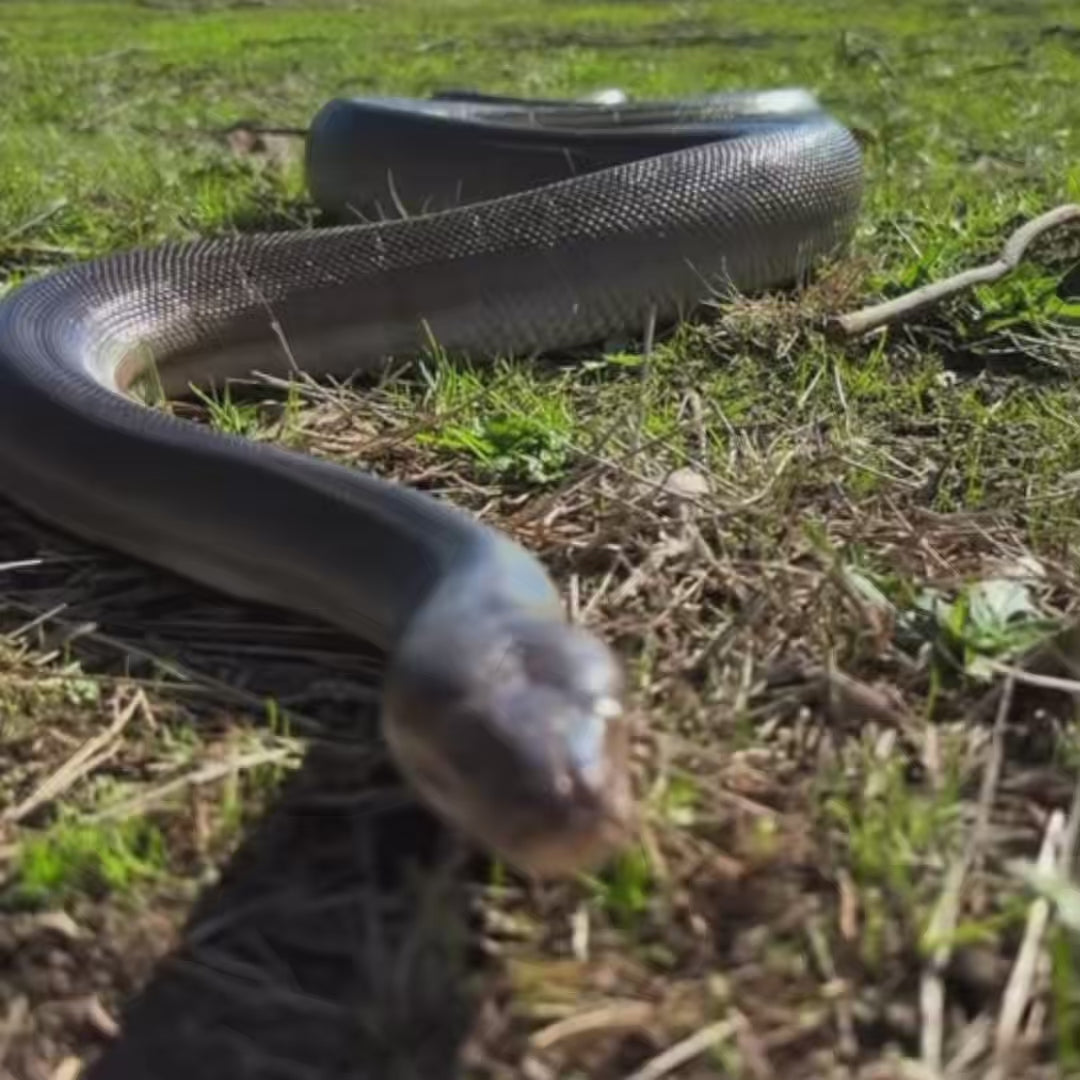 Pythons at The Big Goose Adventure Farm on Mornington Peninsula Melbourne