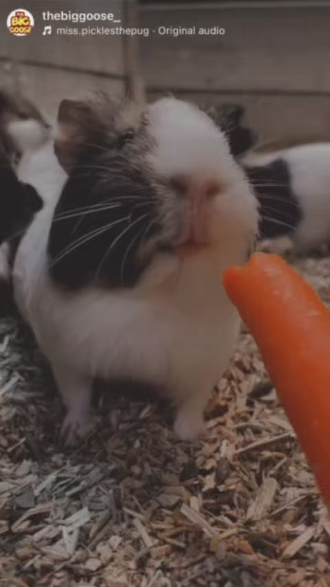 Kids enjoying a great day with the guinea pigs on the Mornington Peninsula at The Big Goose Adventure Farm and Wildlife Park