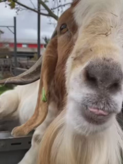 Funny goat sticking out it's tongue at The Big Goose Adventure Farm and Wildlife Park on the Mornington Peninsula, Victoria South East Melbourne