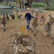Patting and Feeding Kangaroos. 5 Star Customer Review, for The Big Goose on the Mornington Peninsula, just down the Peninsula Link from Melbourne