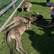 Kangaroos on the farm. 5 Star Customer Review, for The Big Goose on the Mornington Peninsula, just down the Peninsula Link from Melbourne